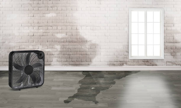Best Local water damage restoration  in La Homa, TX